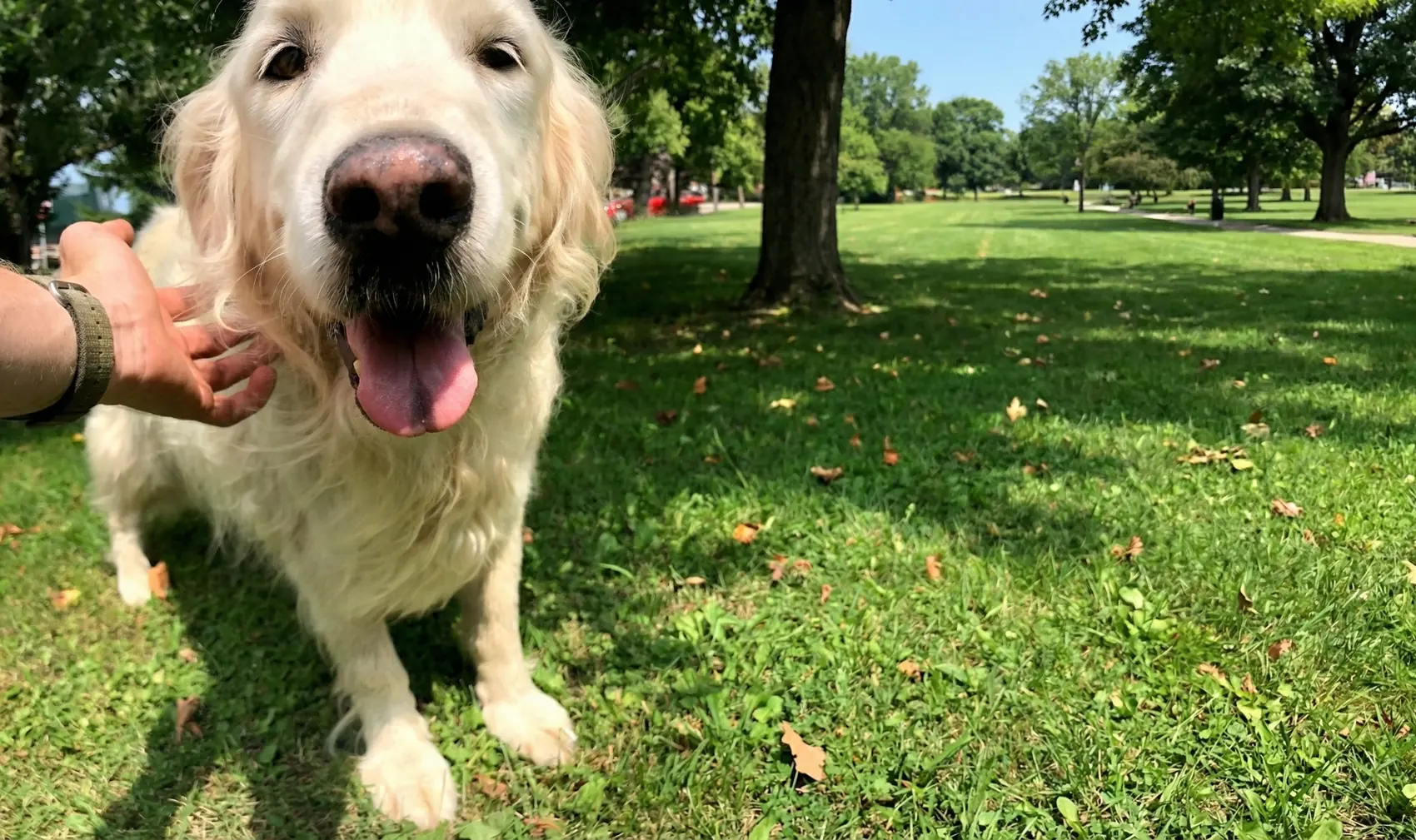 An older Lab grinning while getting a scratch on the lawn