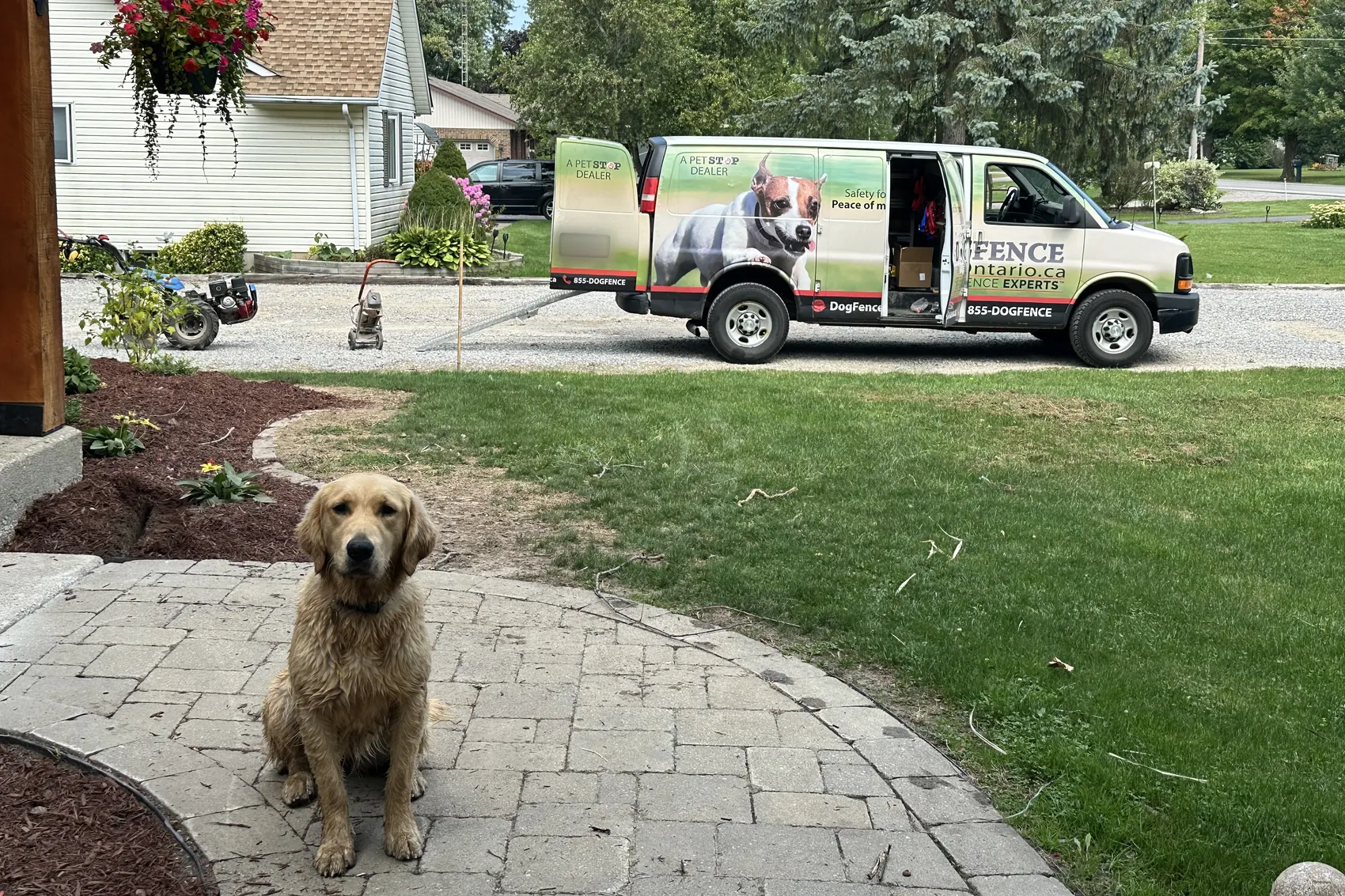 A golden retriever sitting on a front walkway with the Dog Fence Ontario van parked behind
