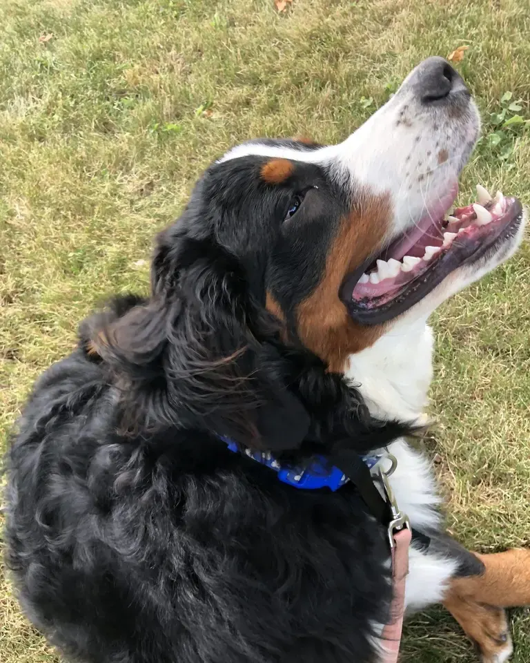 Bernese mountain dog grinning up at the camera