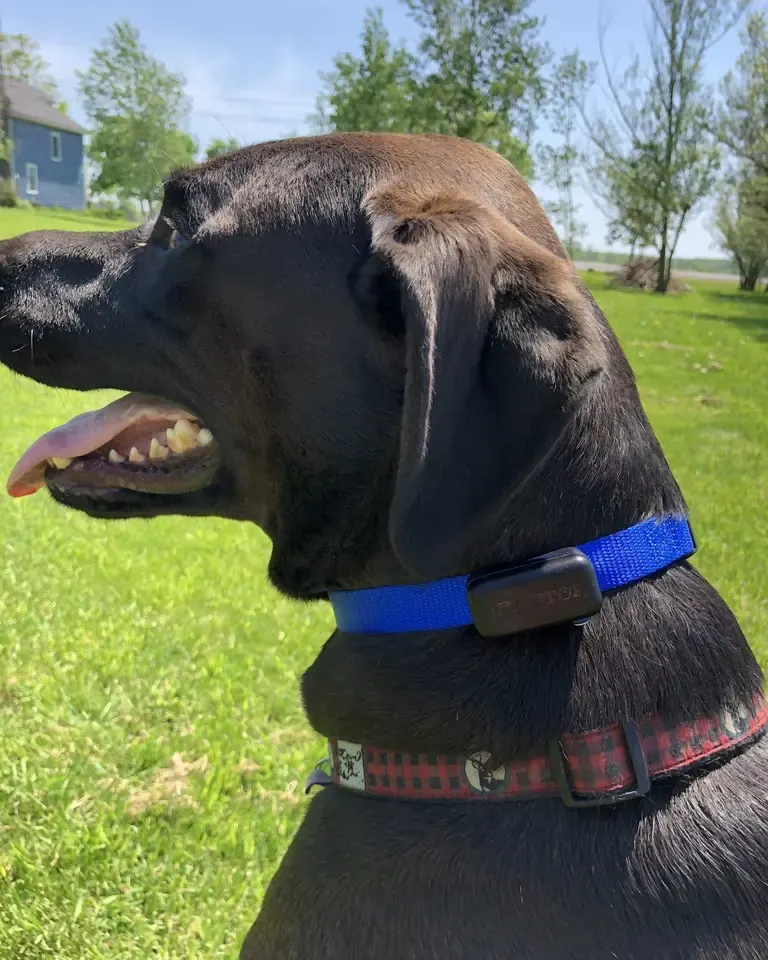 Black Lab wearing a Pet Stop receiver collar
