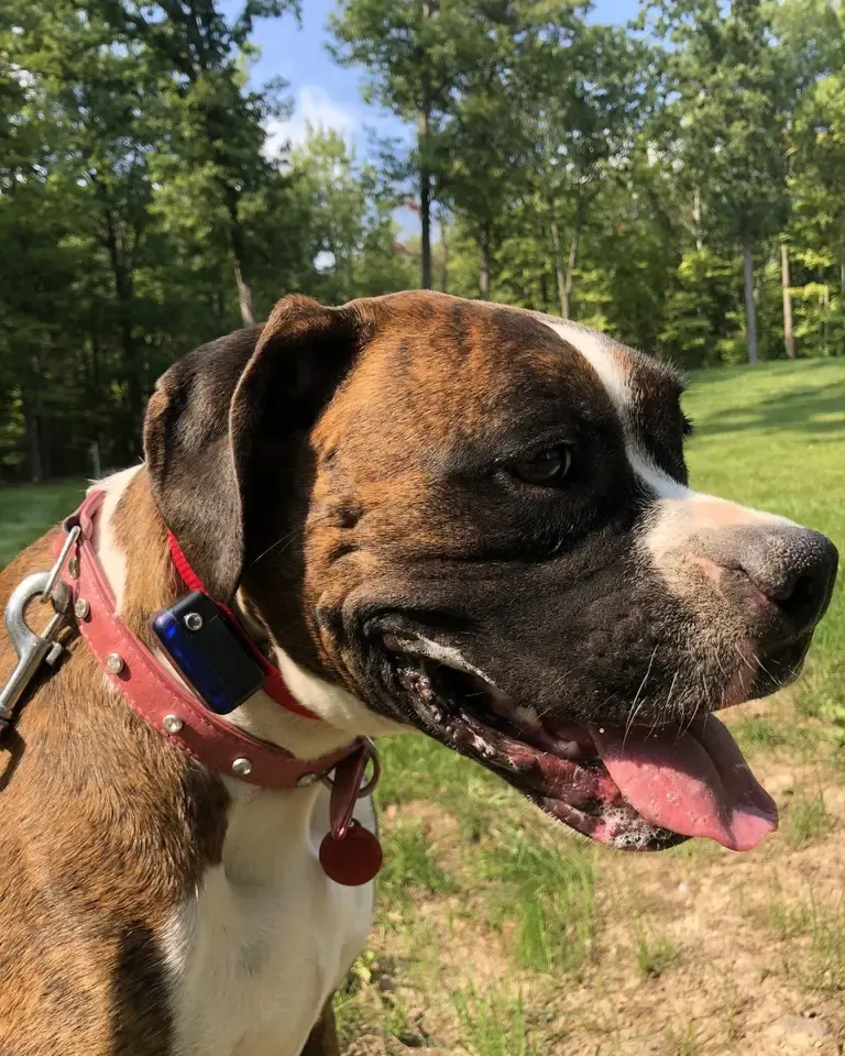 Boxer wearing a receiver collar