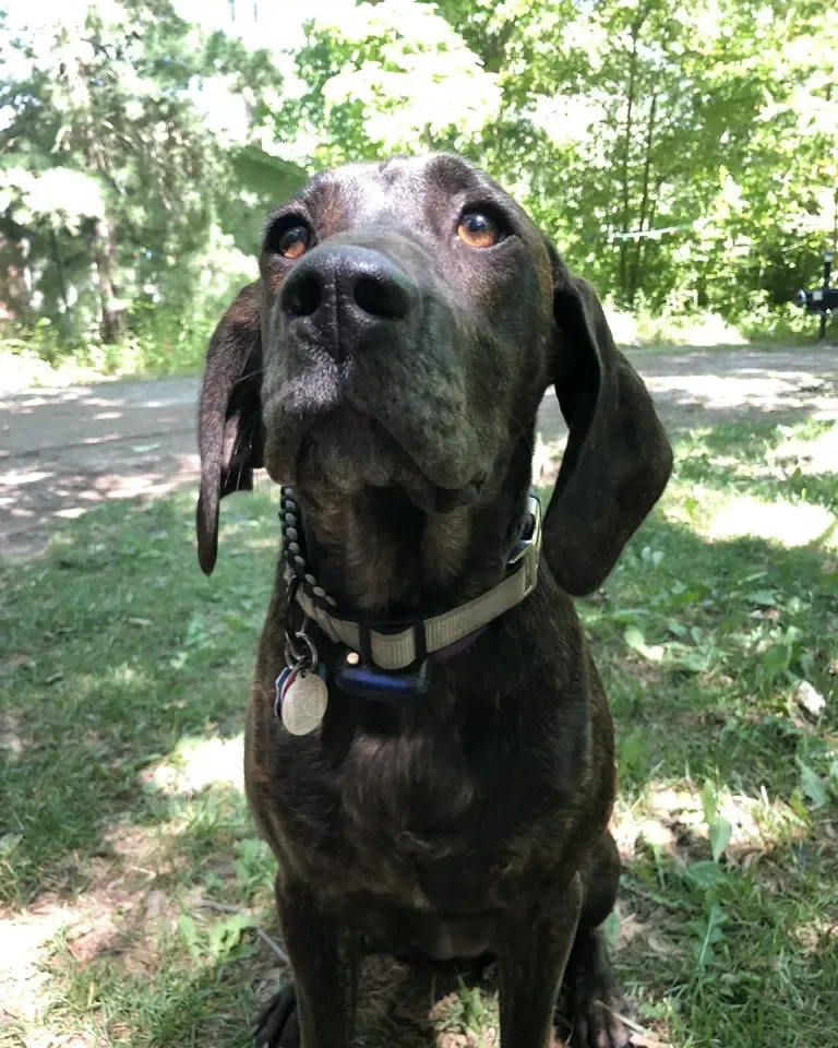 Brindle hound sitting in a yard, wearing a receiver collar
