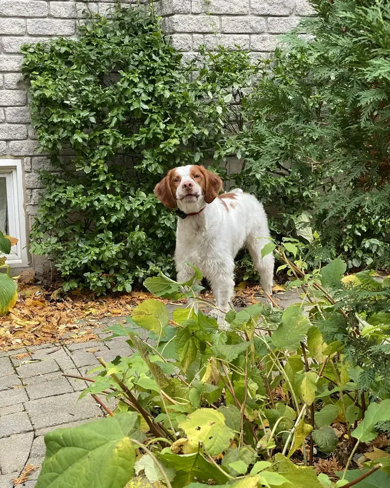 Brittany spaniel standing off leash beside a garden