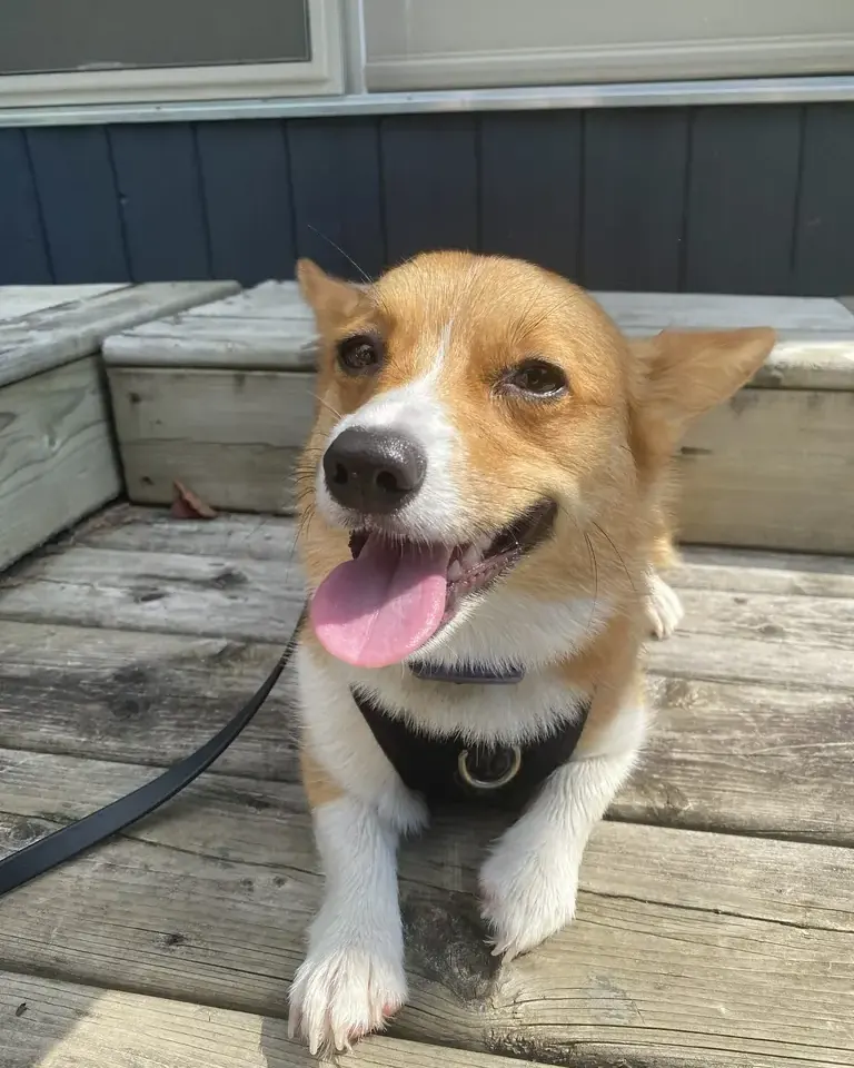Corgi smiling on a deck