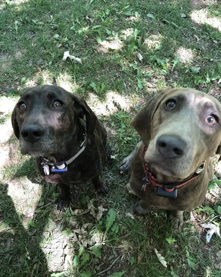Two hounds sitting side by side, both wearing receiver collars