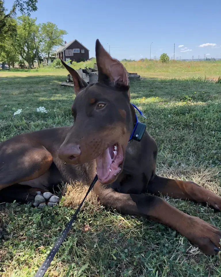 Doberman lying in the grass on a rural property, wearing a receiver collar