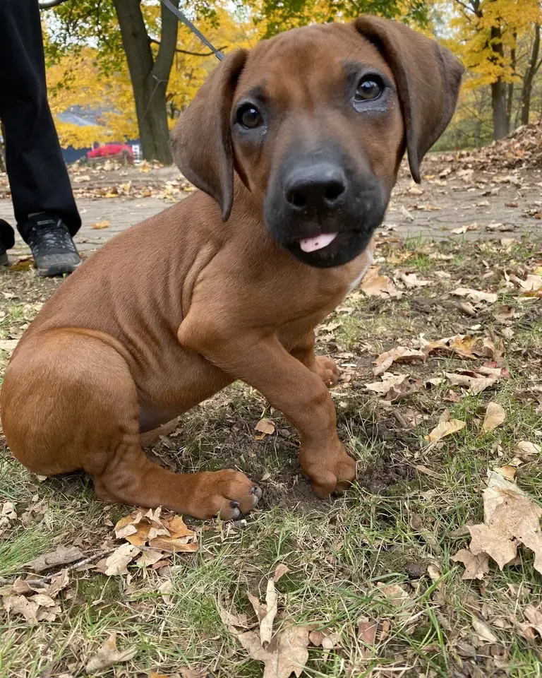 Puppy sitting in autumn leaves on a lawn