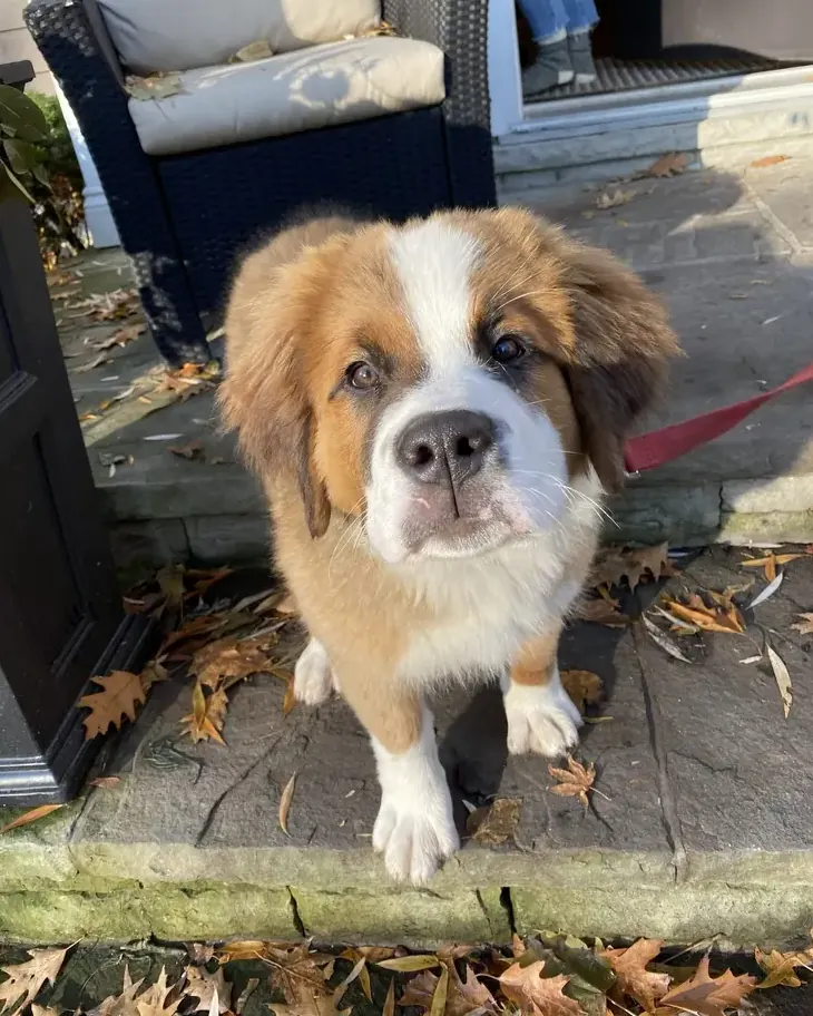 Saint Bernard puppy on a stone step