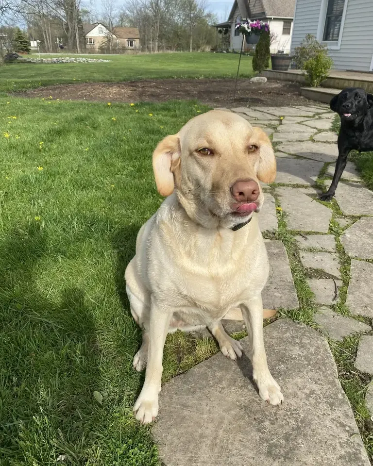 Yellow Lab sitting on a flagstone path